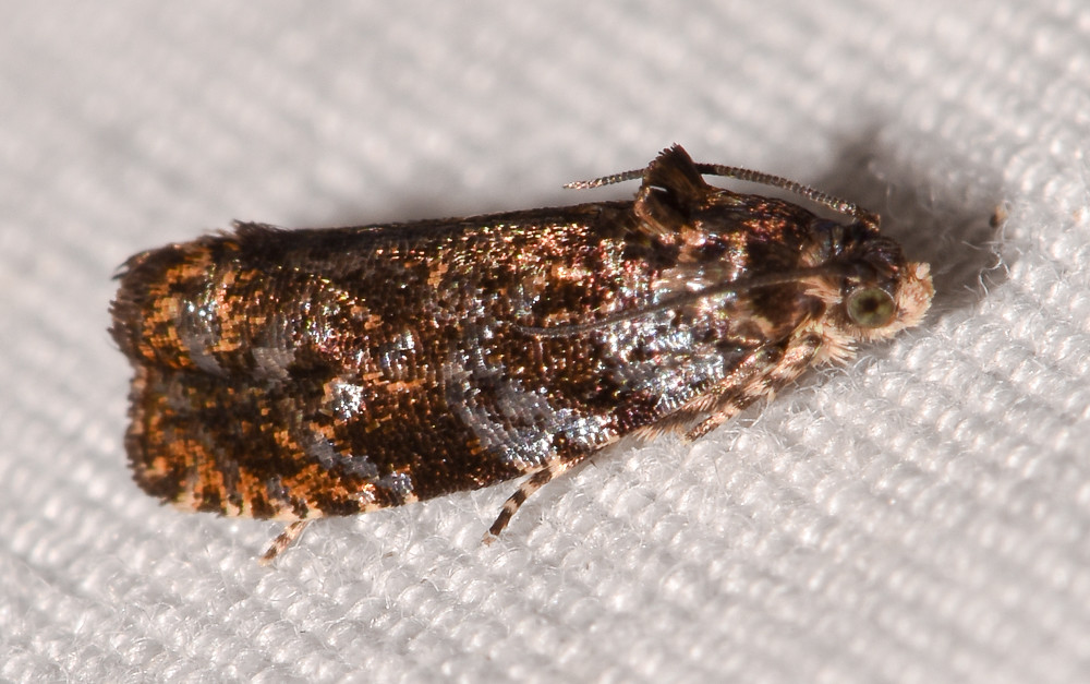 Maryland Biodiversity Project - Verbena Bud Moth (Endothenia hebesana)