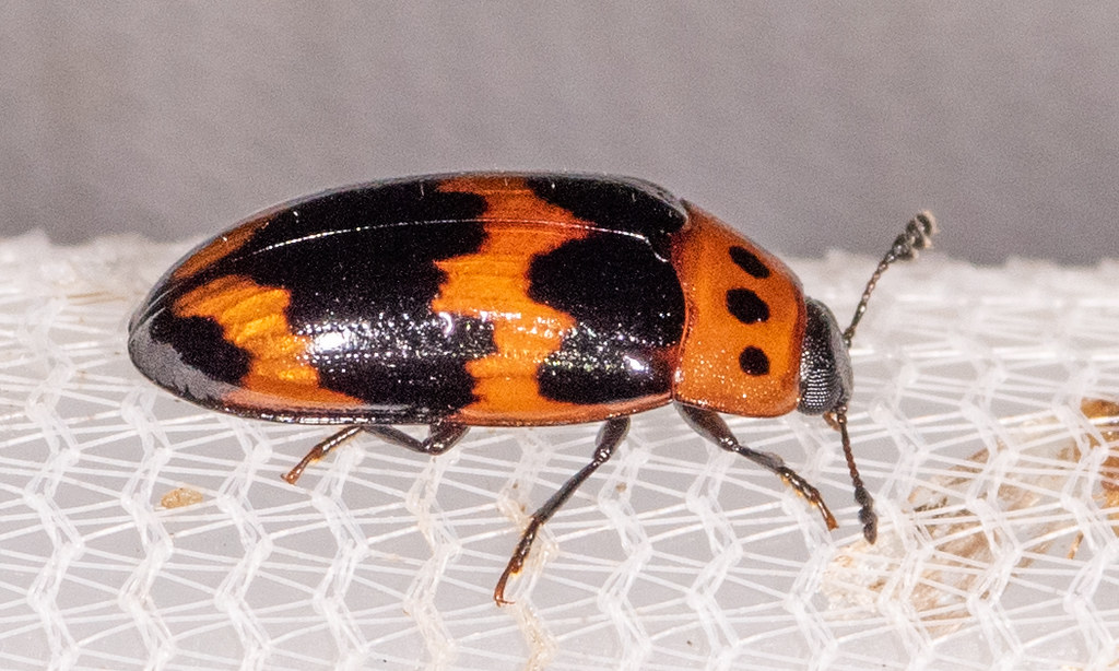 Maryland Biodiversity Project - Four-spotted Fungus Beetle (Ischyrus ...