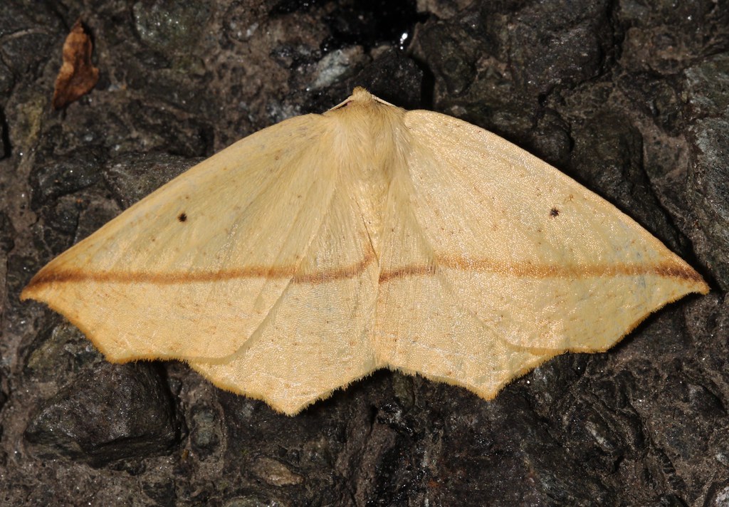 Maryland Biodiversity Project - Yellow Slant-line Moth (Tetracis ...
