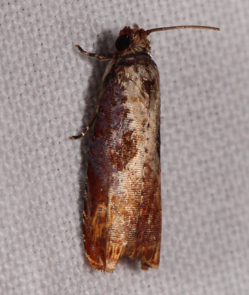 Maryland Biodiversity Project - Maple Tip Borer Moth (Episimus tyrius)