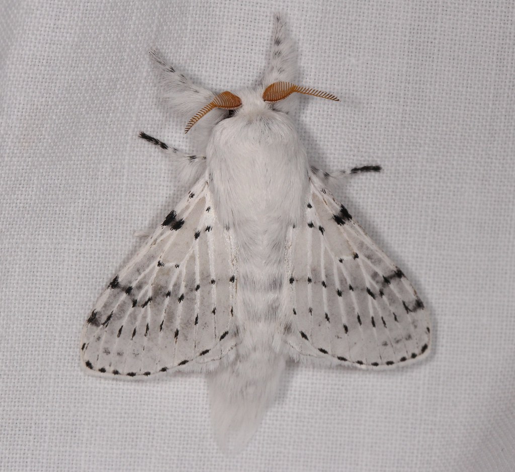 giant white moth