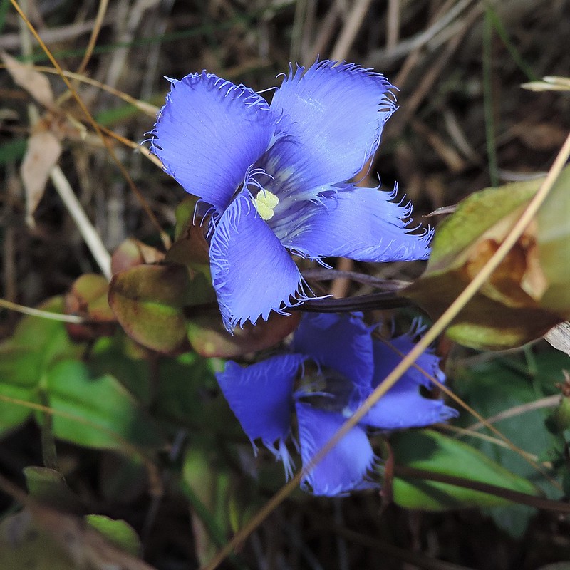 Greater Fringed Gentian