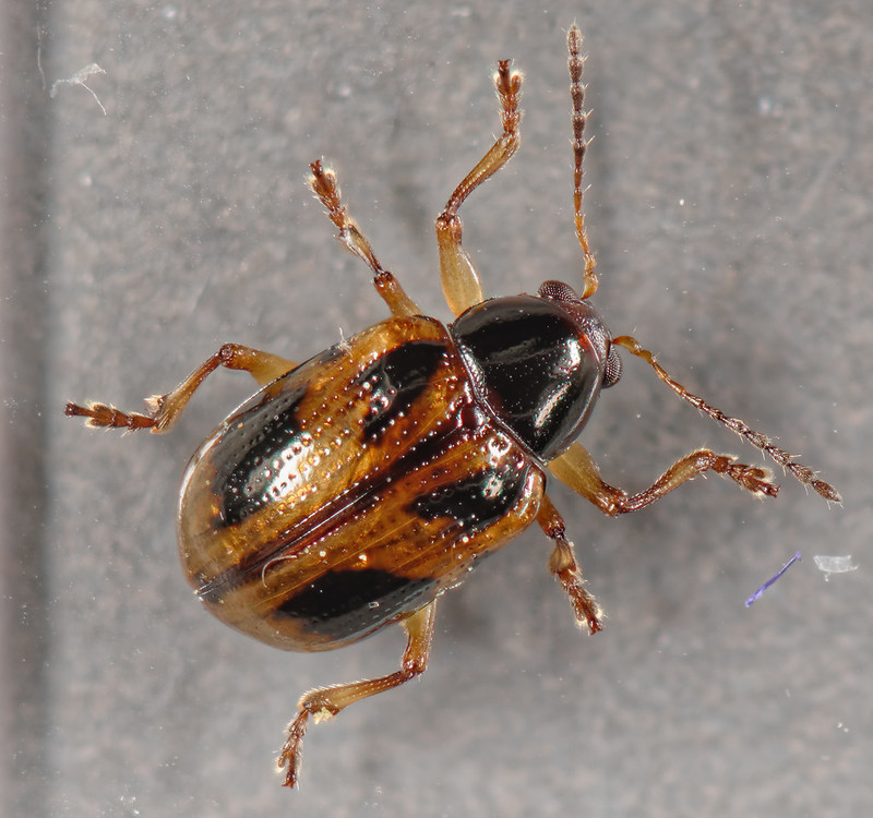 Maryland Biodiversity Project - No Common Name (Paria sp.)