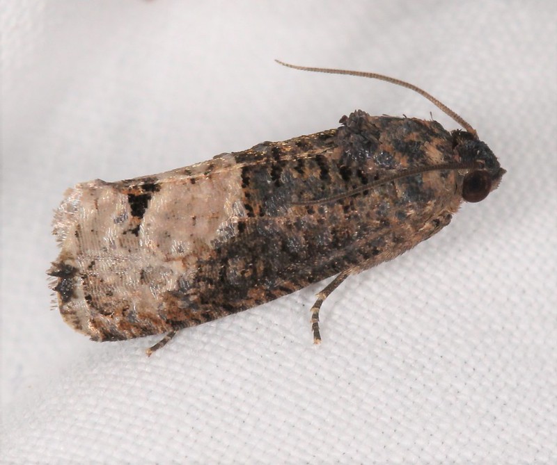 Maryland Biodiversity Project - Locust Twig Borer Moth (Ecdytolopha ...