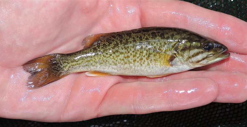 Maryland Biodiversity Project - Smallmouth Bass (Micropterus dolomieu)