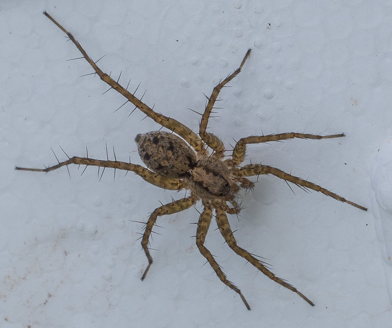 Photo - Wolf Spider unknown - Pardosa spec. 