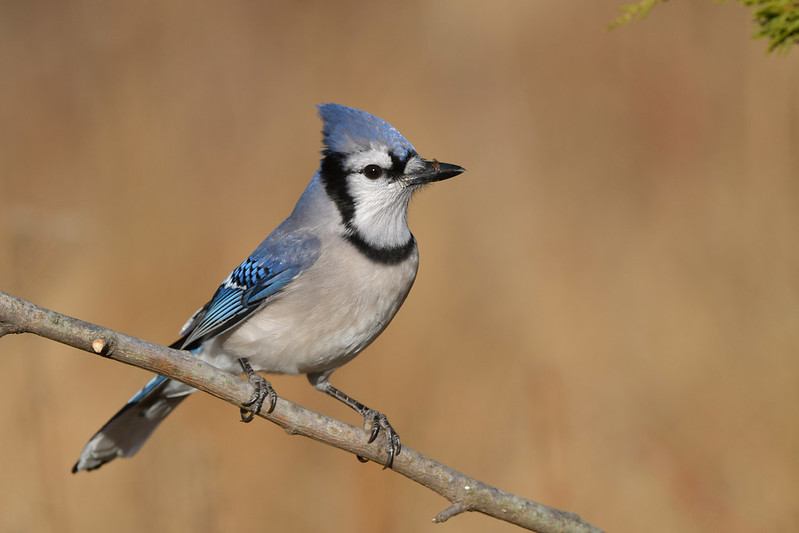 Maryland Biodiversity Project Blue Jay Cyanocitta Cristata