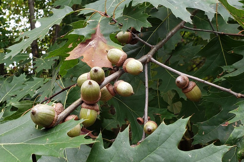 Northern Red Oak with acorns in Anne Arundel Co., Maryland (9/9/2019).
