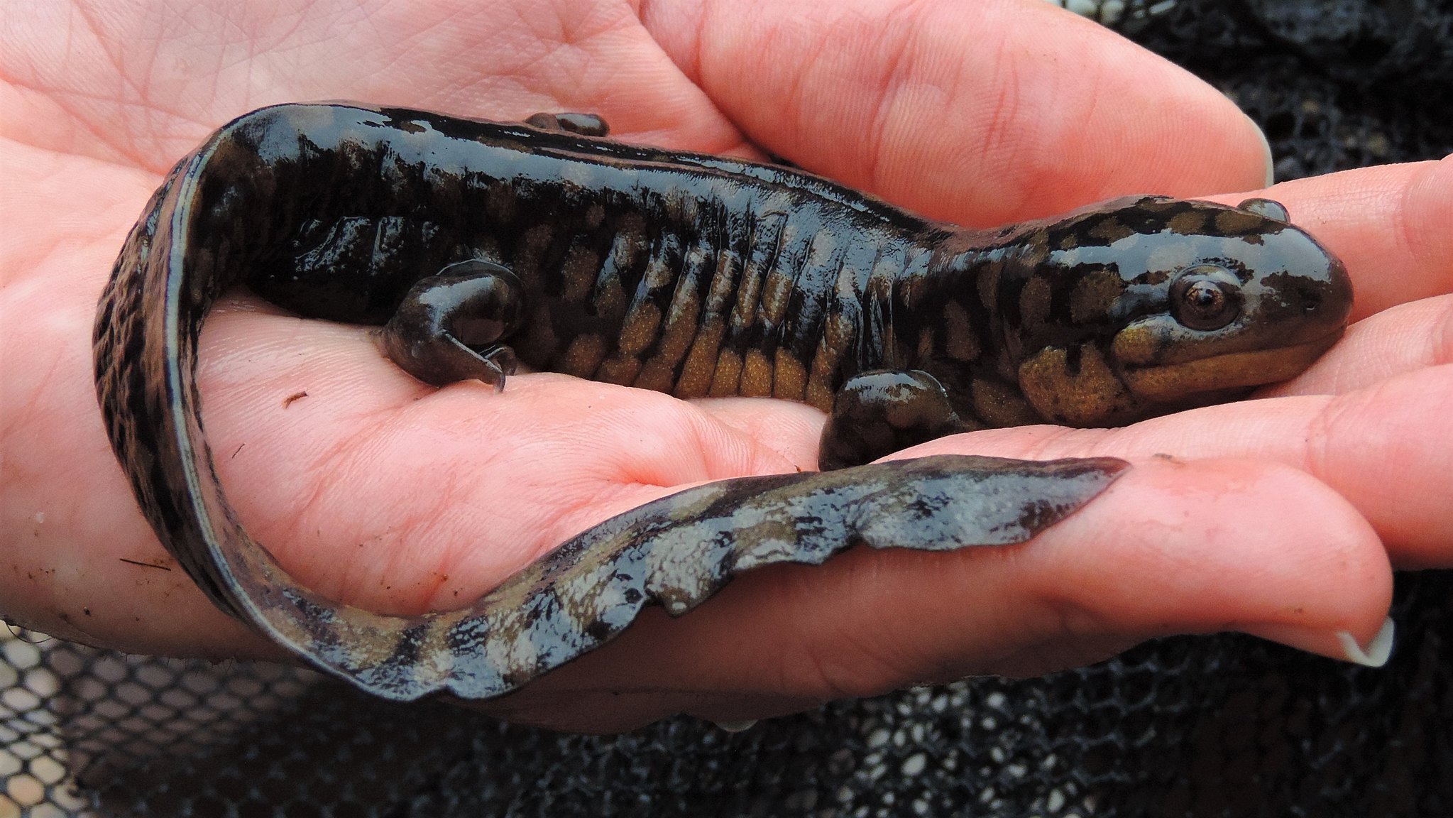 Maryland Biodiversity Project - Eastern Tiger Salamander ...