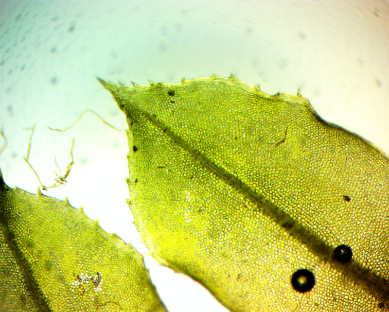 Maryland Biodiversity Project - Toothed Plagiomnium Moss (Plagiomnium ...