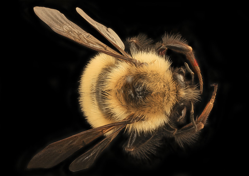 Photos of Bumble Bees (Genus Bombus) · iNaturalist