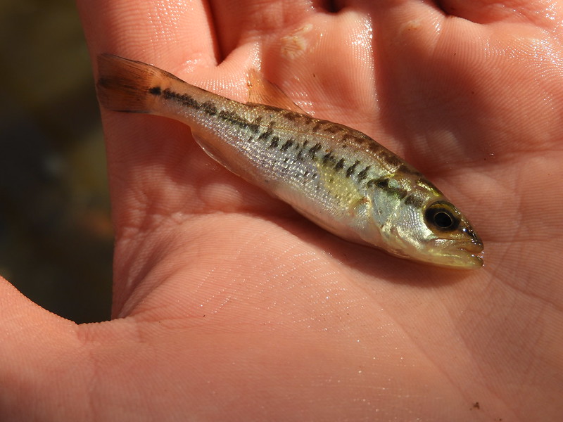 Maryland Biodiversity Project - Largemouth Bass (Micropterus nigricans)
