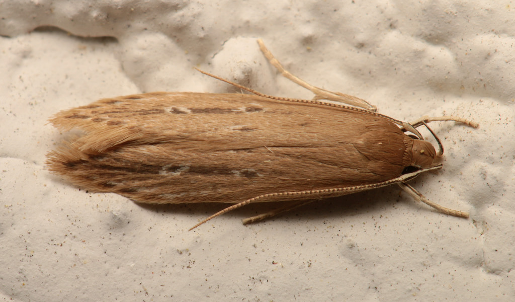 Maryland Biodiversity Project - Shy Cosmet Moth (Limnaecia phragmitella)
