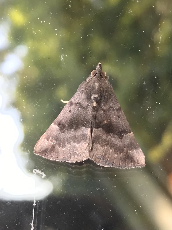 Gray-edged Bomolocha Moth