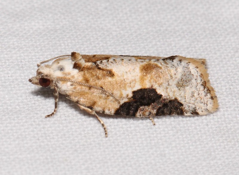 Maryland Biodiversity Project - Gray-banded Leafroller Moth ...