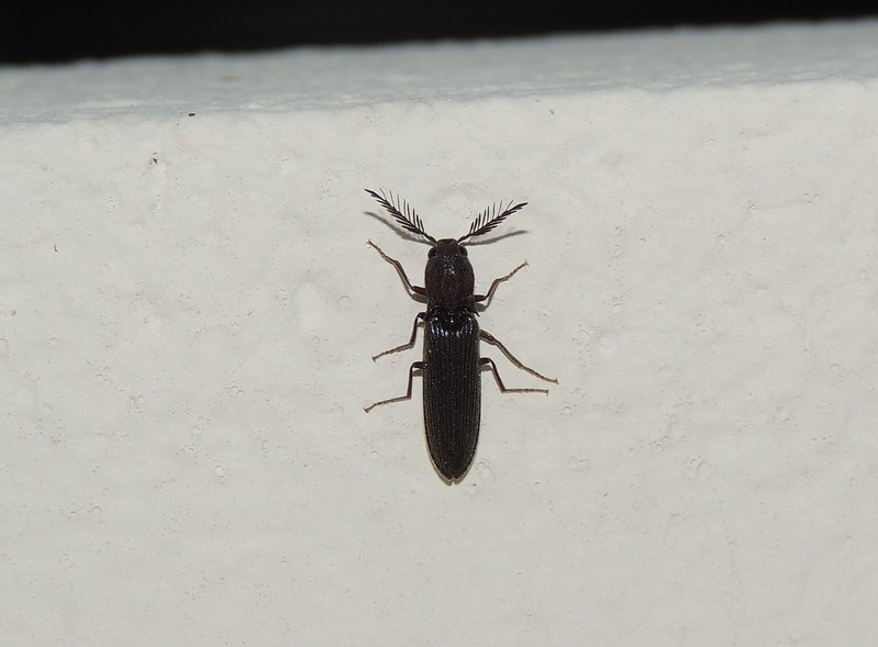 Bipectinate Click Beetle