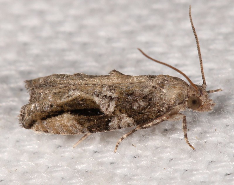 Maryland Biodiversity Project - Northern Boxelder Twig Borer Moth ...