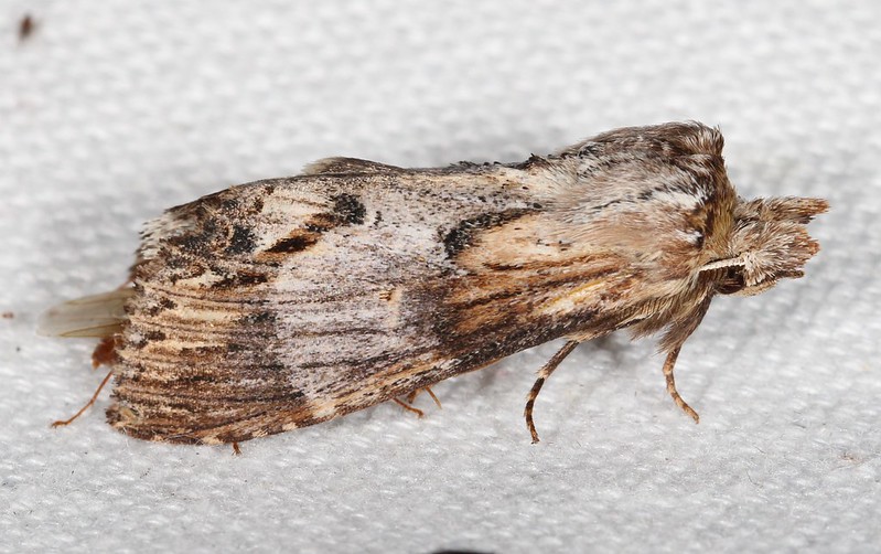 Maryland Biodiversity Project - Gray-patched Prominent Moth (Dasylophia ...