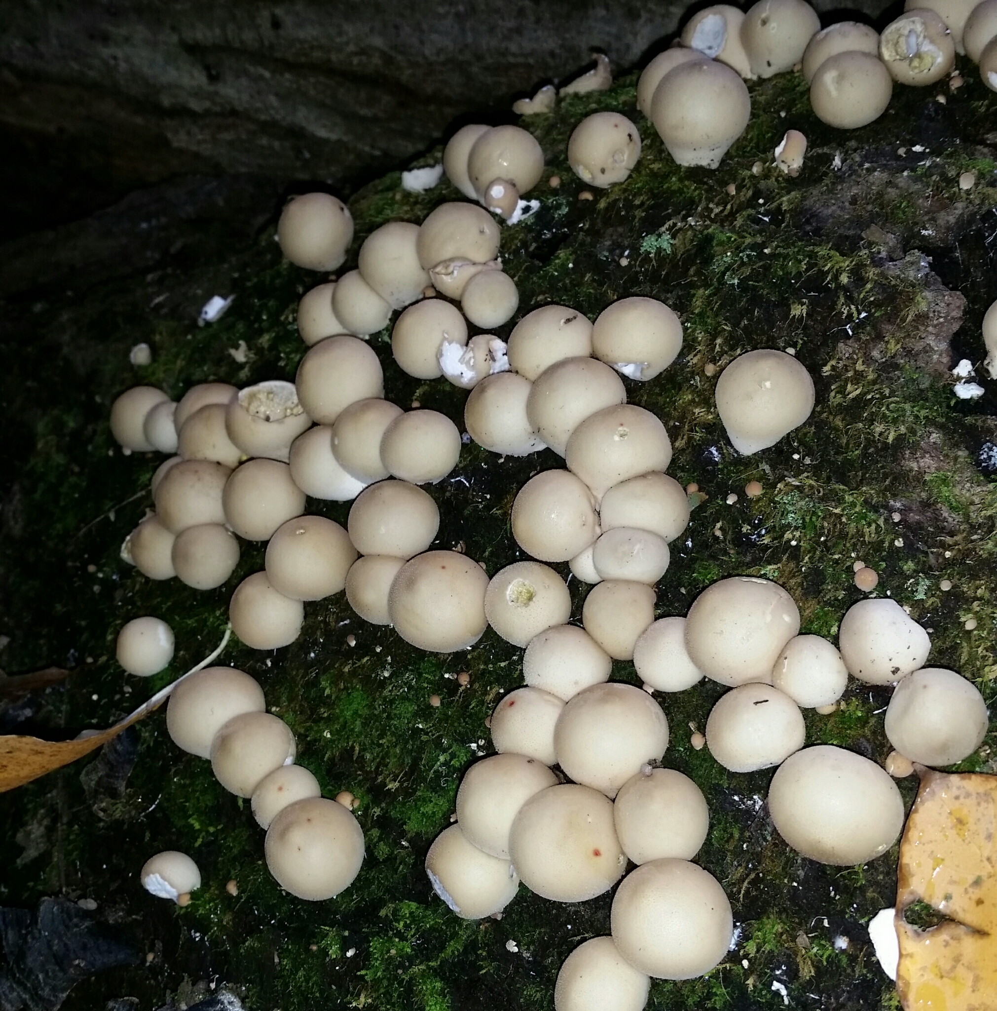 Pear-Shaped Puffball  Missouri Department of Conservation