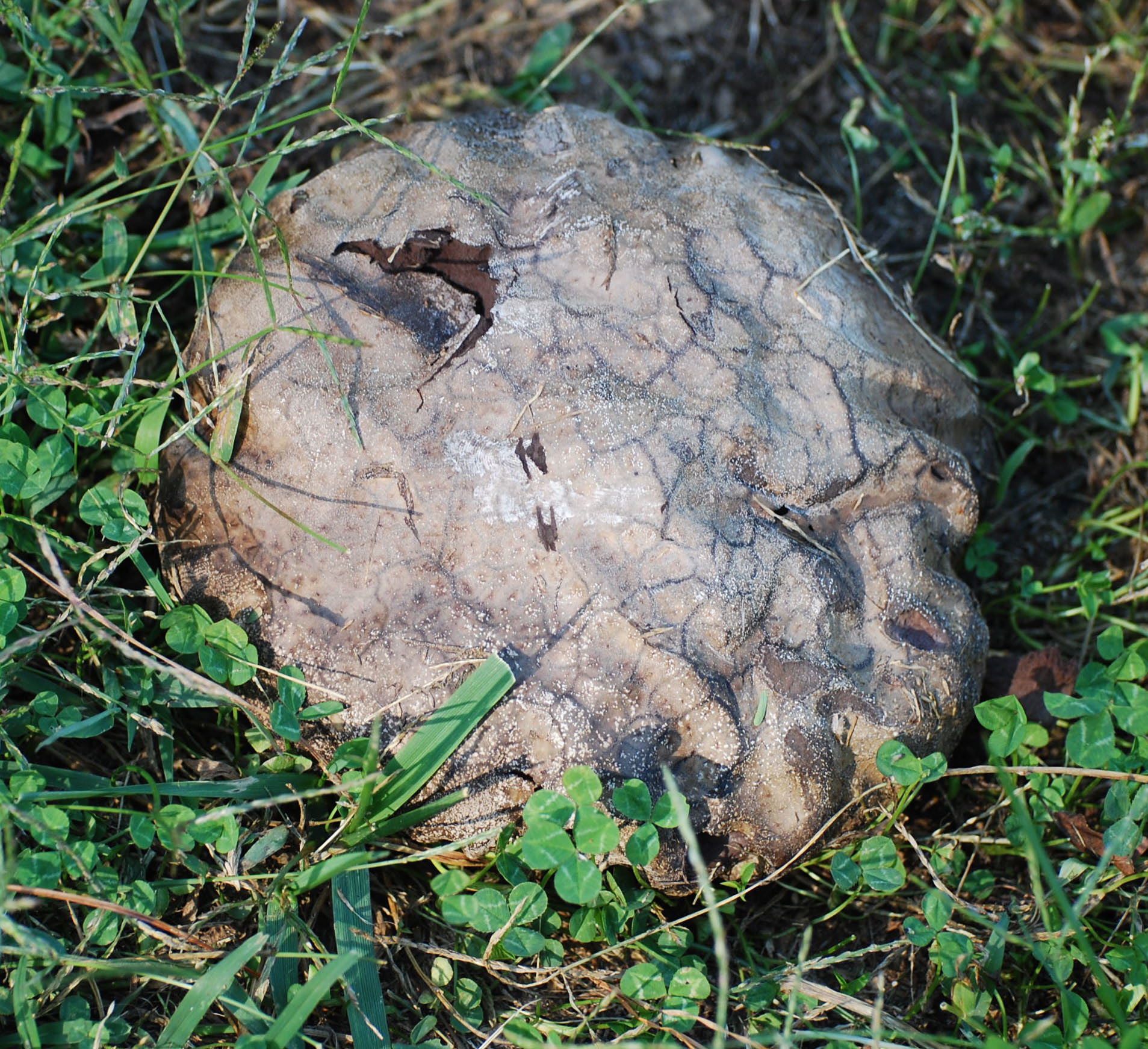 Maryland Biodiversity Project - Record ID: 1073022