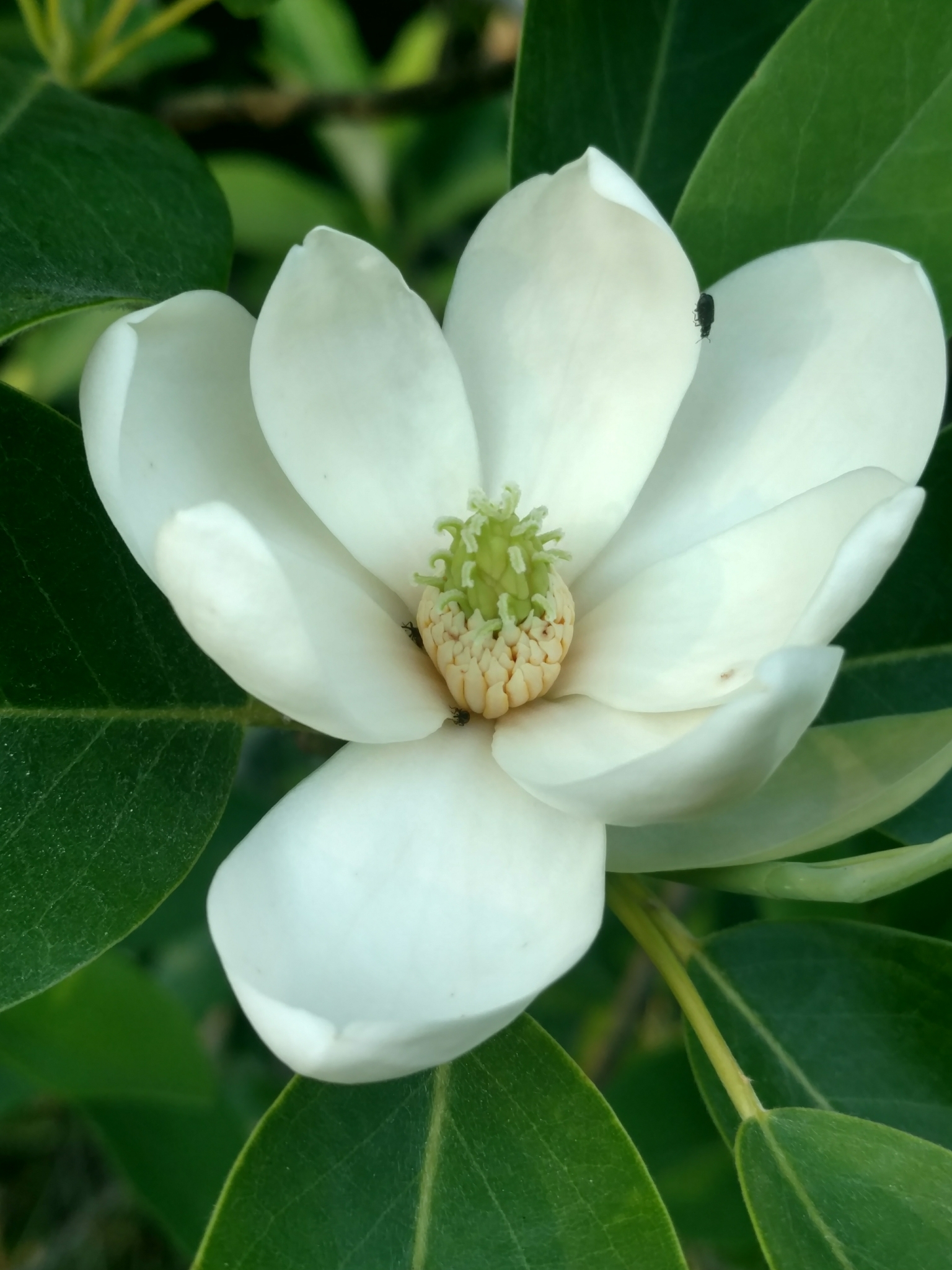 Sweetbay in Dorchester Co., Maryland (6/6/2020). (c) Wayne Longbottom, some rights reserved (CC BY-NC).