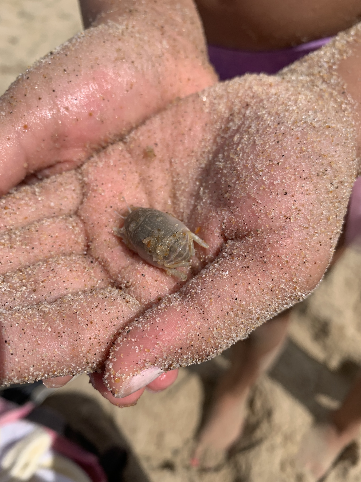 Maryland Biodiversity Project - Atlantic Sand Crab (Emerita talpoida)