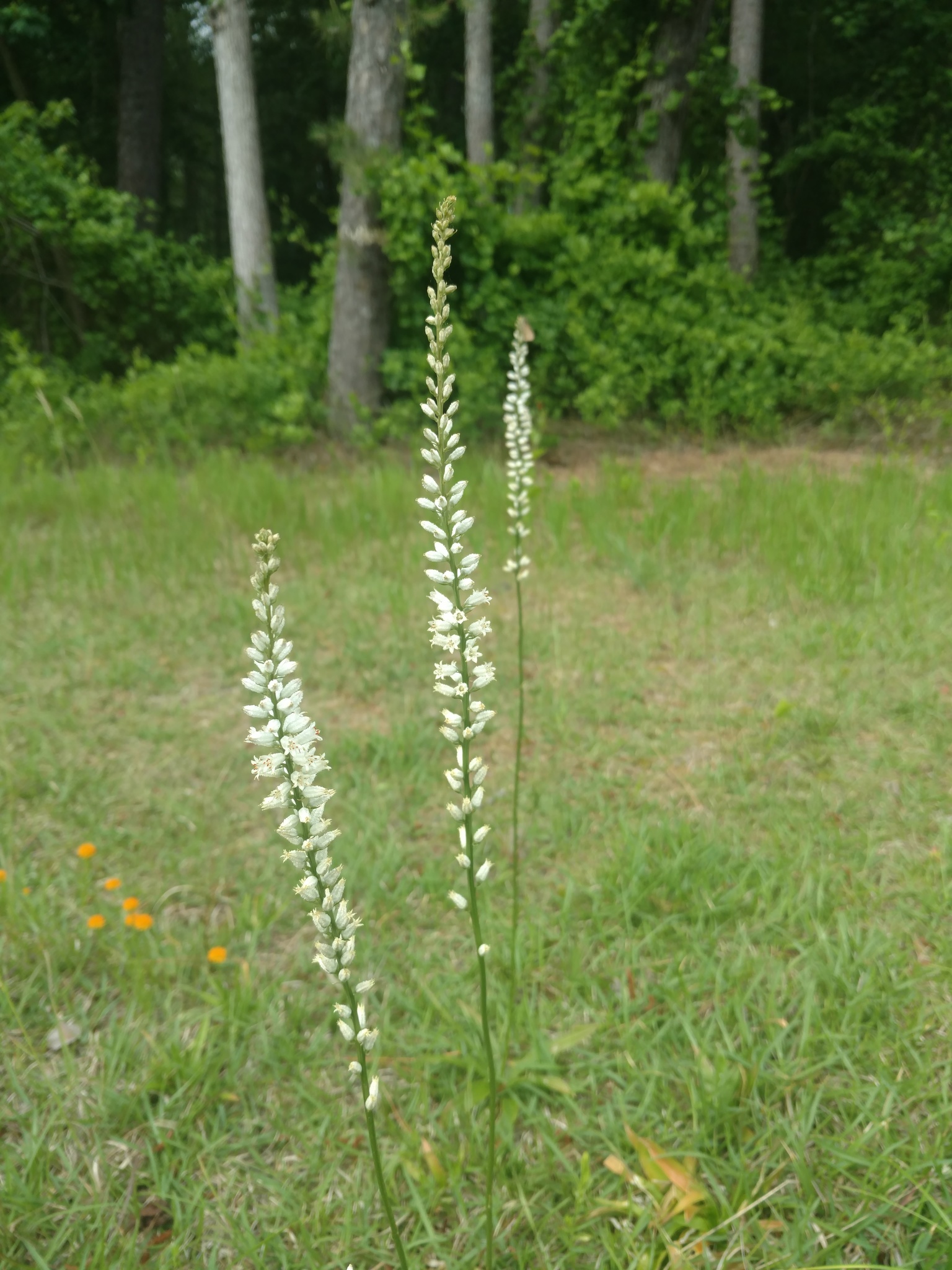 Maryland Biodiversity Project - White Colicroot (Aletris farinosa)