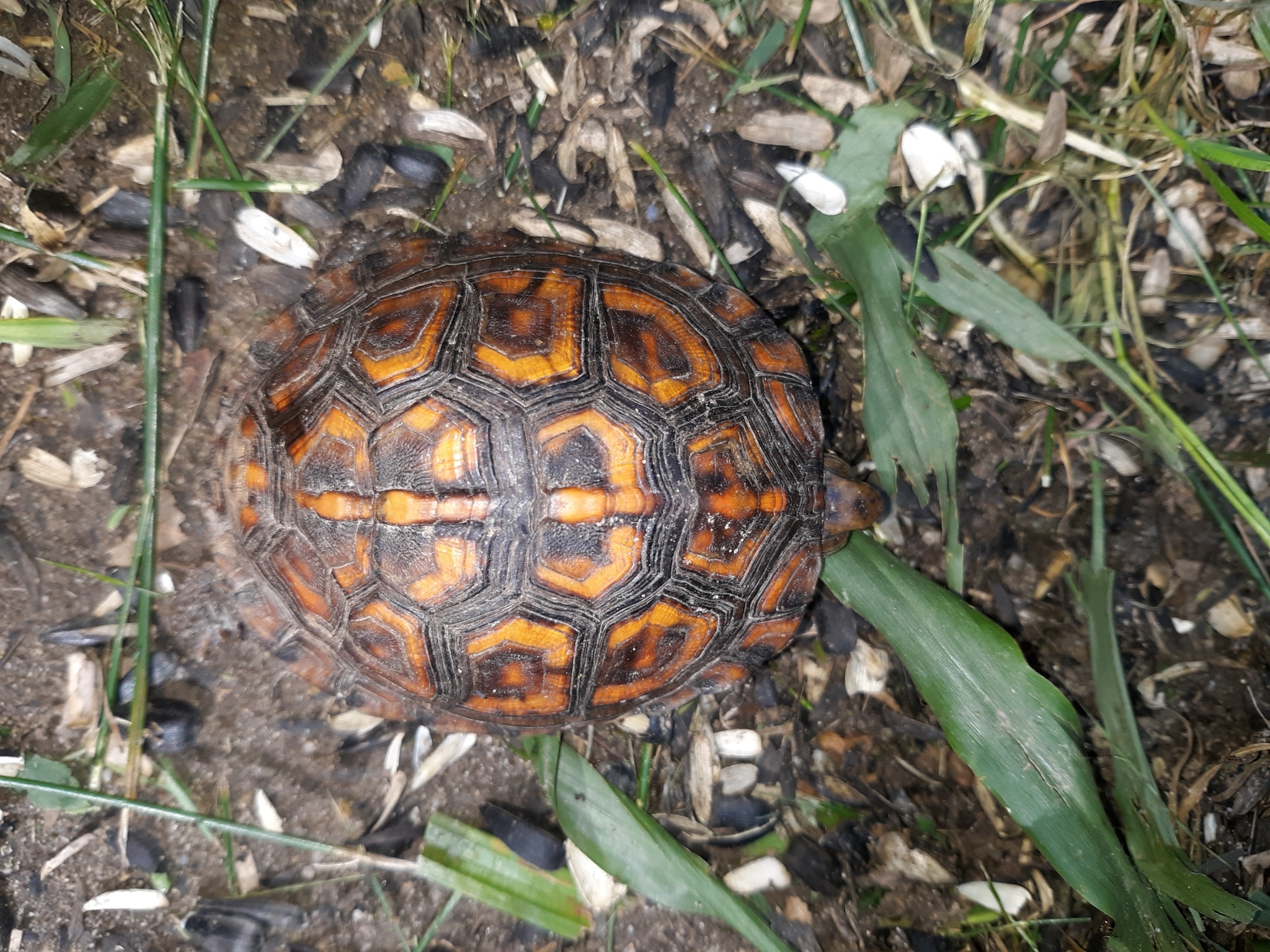 Maryland Biodiversity Project - Record ID: 672022