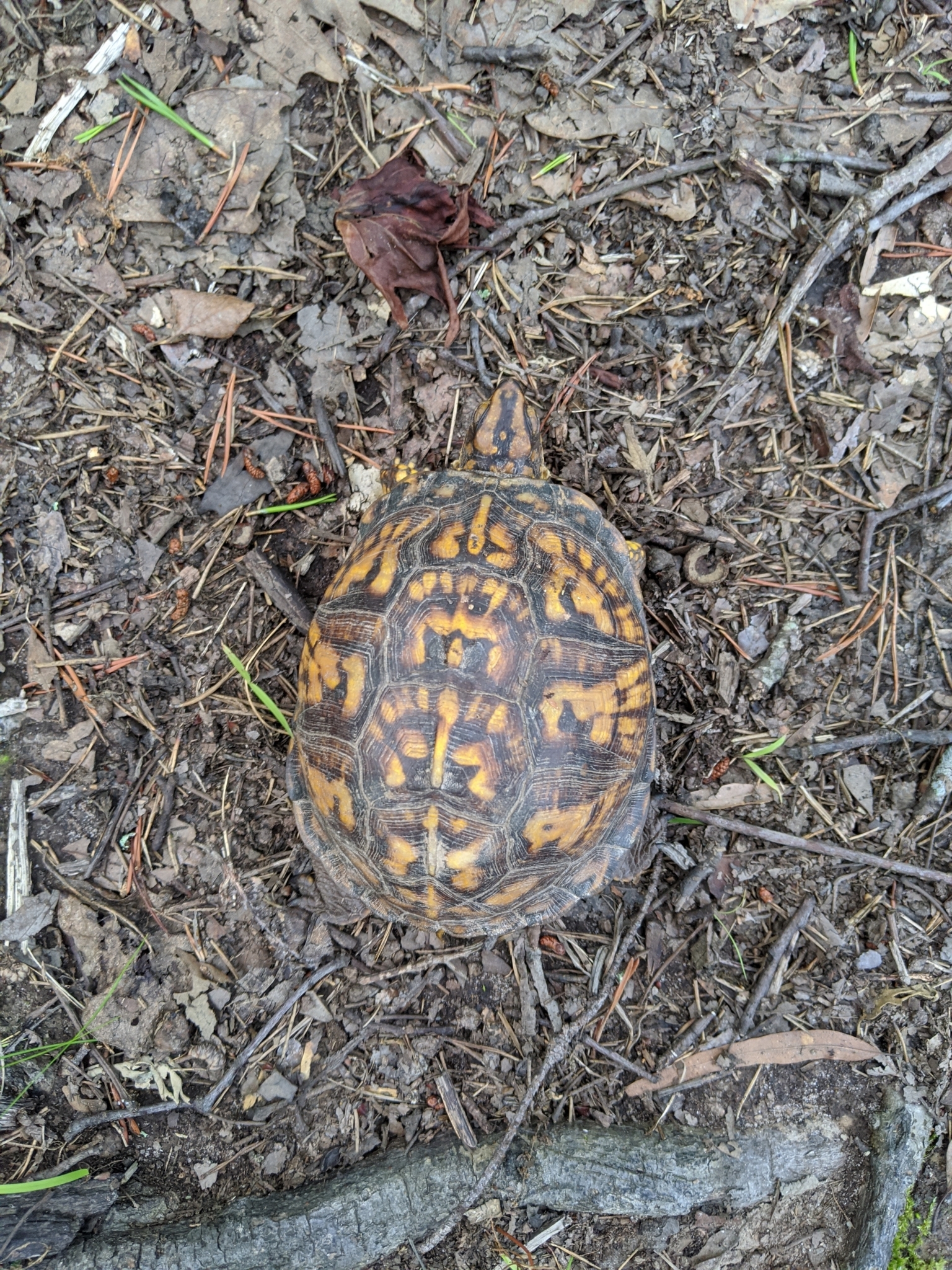 Maryland Biodiversity Project - Record ID: 672020