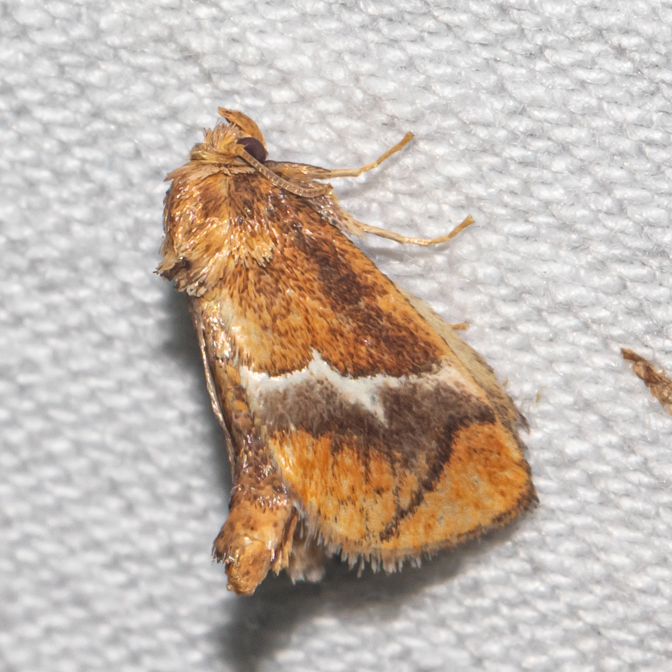 Maryland Biodiversity Project - Yellow-shouldered Slug Moth (Lithacodes ...