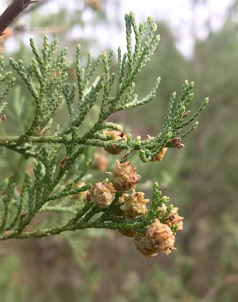 chamaecyparis thyoides bark