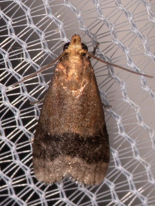 Maryland Biodiversity Project - Broad-banded Eulogia Moth (Eulogia ...