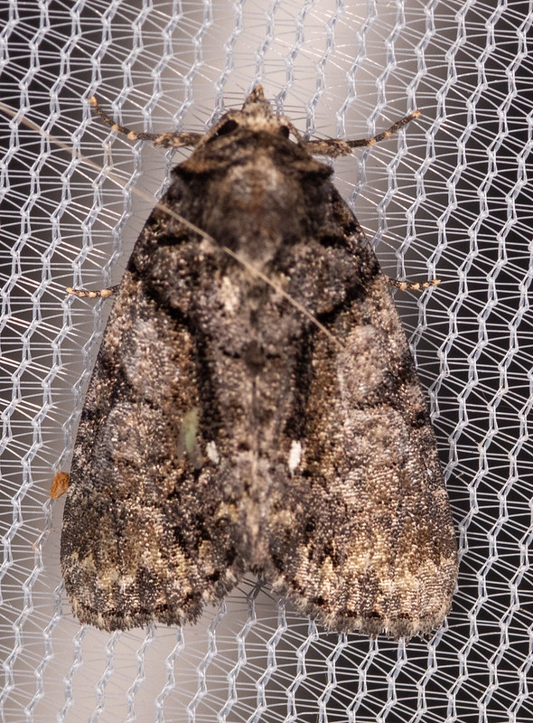 Maryland Biodiversity Project - Cloaked Marvel Moth (Chytonix ...