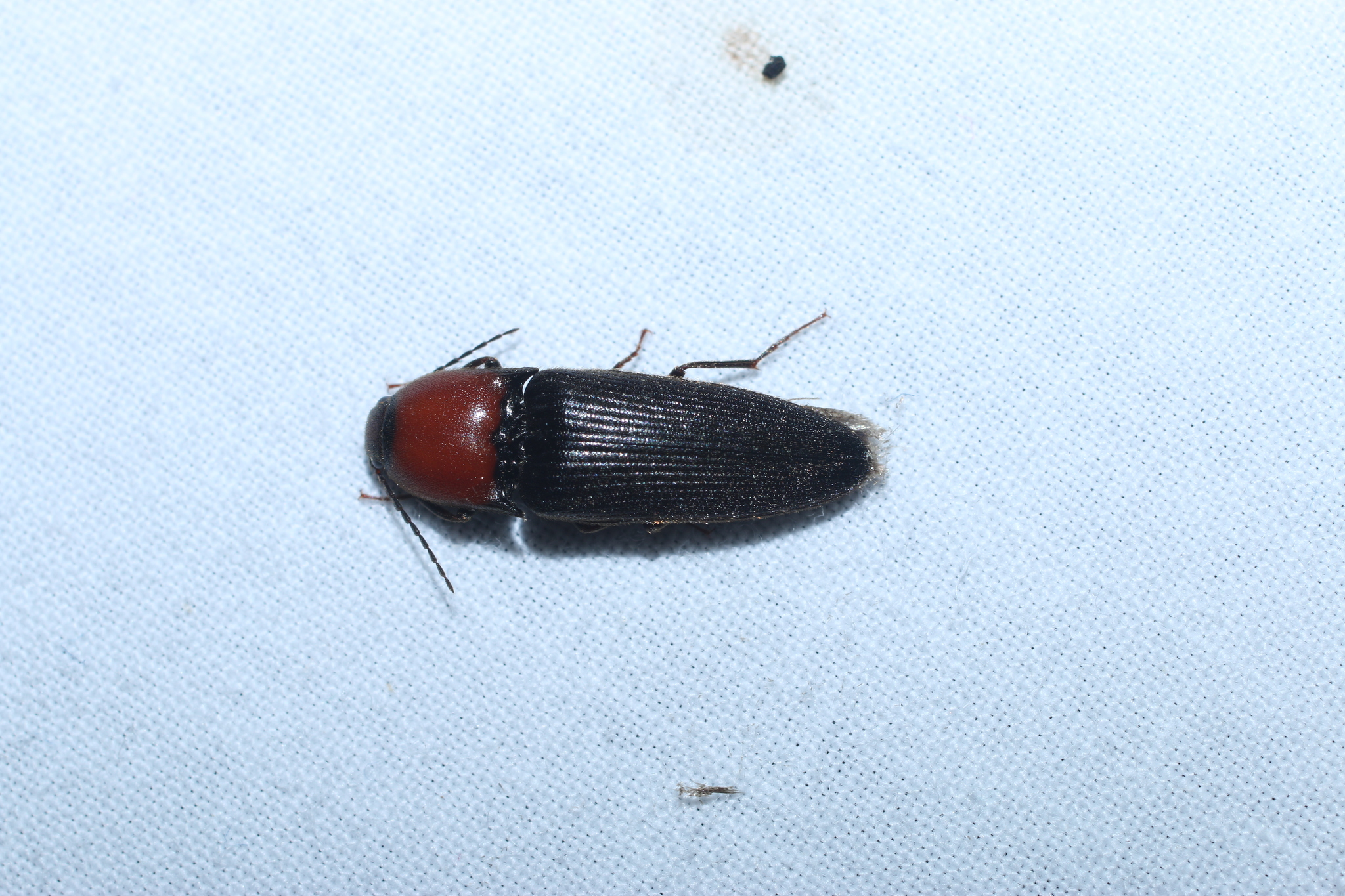 Maryland Biodiversity Project - Ampedus verticinus