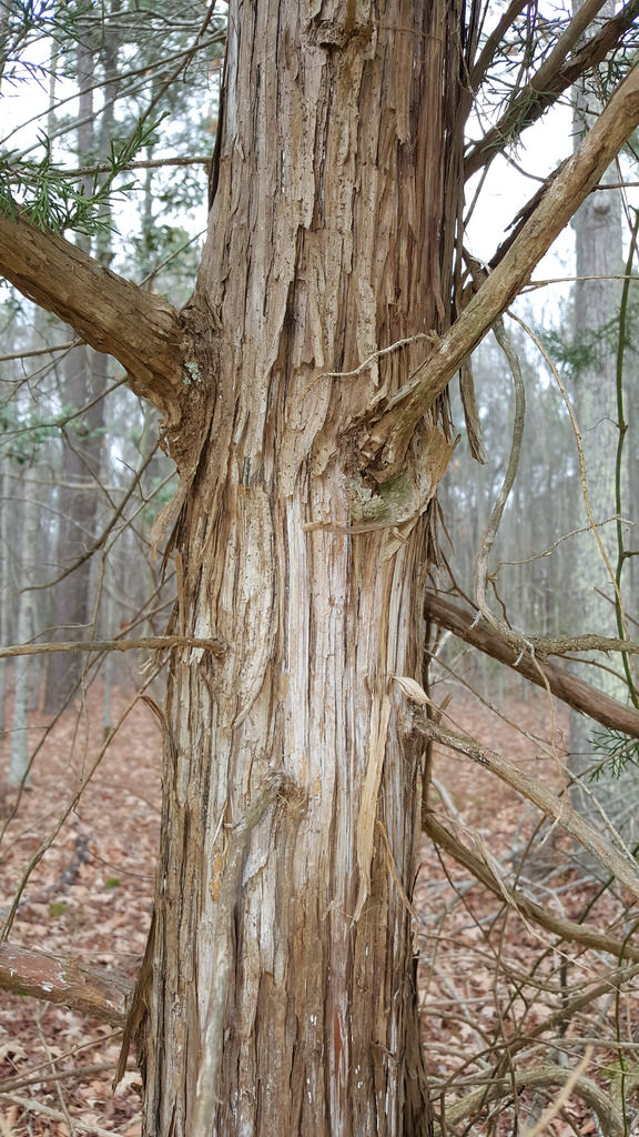 red cedar tree