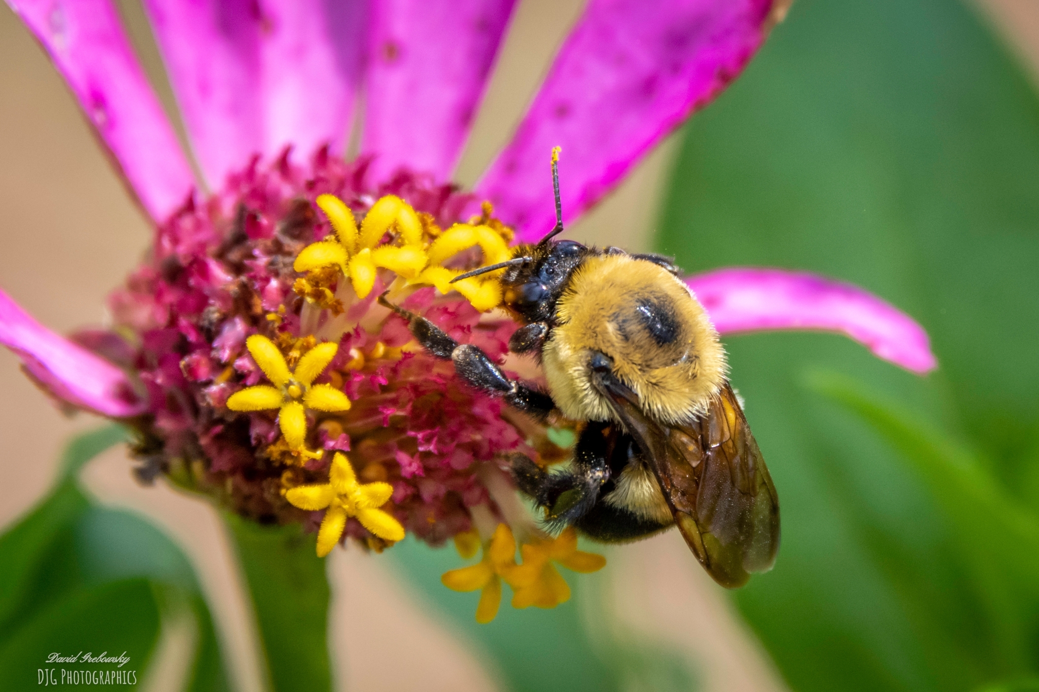 Maryland Biodiversity Project - Brown-belted Bumble Bee (Bombus ...