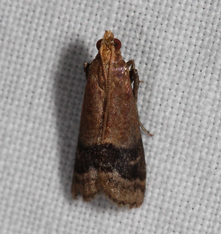 Maryland Biodiversity Project - Broad-banded Eulogia Moth (Eulogia ...