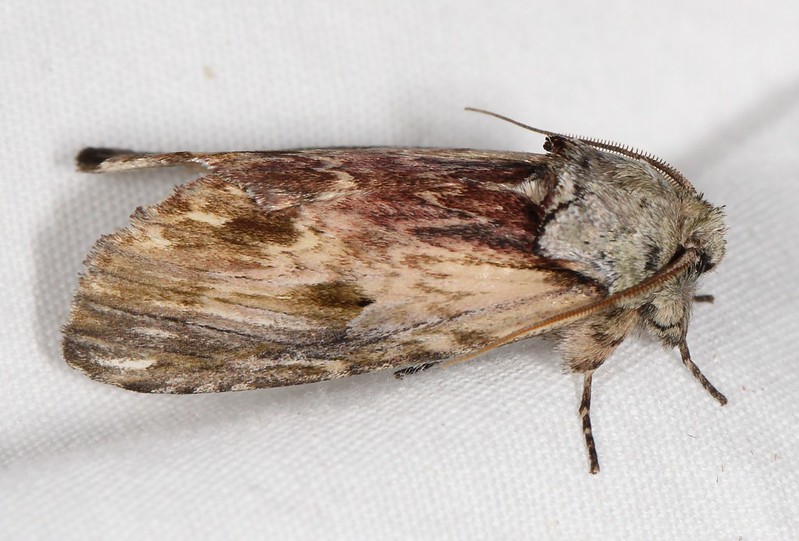 Maryland Biodiversity Project - Red-washed Prominent Moth (Oedemasia ...