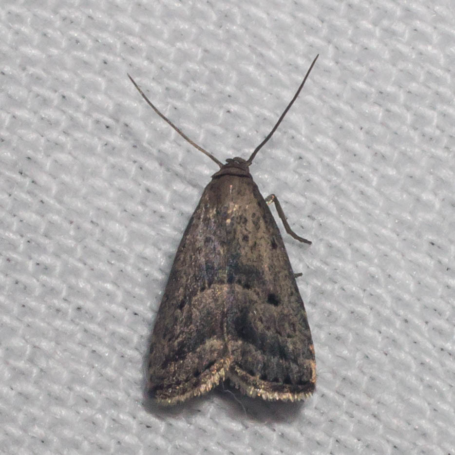 Maryland Biodiversity Project - Broken-lined Hypenodes Moth (Hypenodes ...