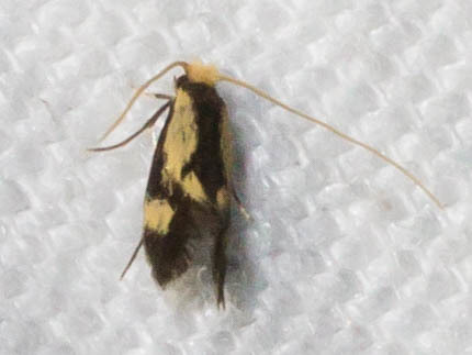 Maryland Biodiversity Project - Old Gold Isocorypha Moth (Isocorypha ...