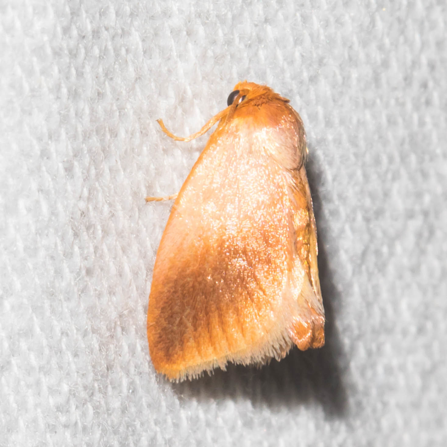 Maryland Biodiversity Project - Early Button Slug Moth (Tortricidia ...