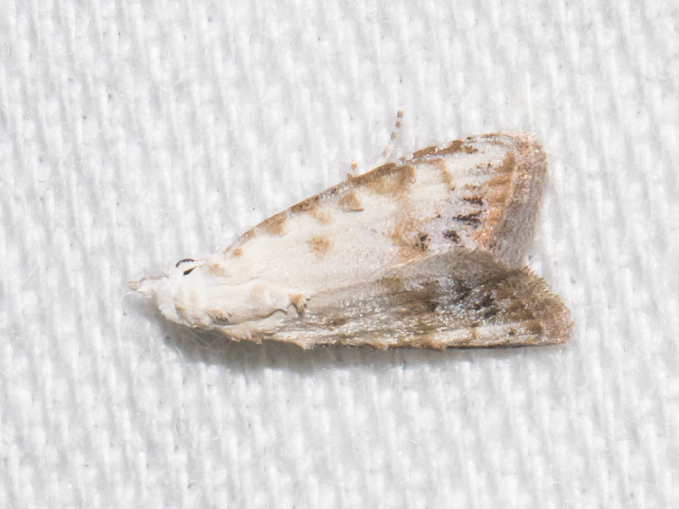 Maryland Biodiversity Project - Sorghum Webworm Moth (Nola cereella)