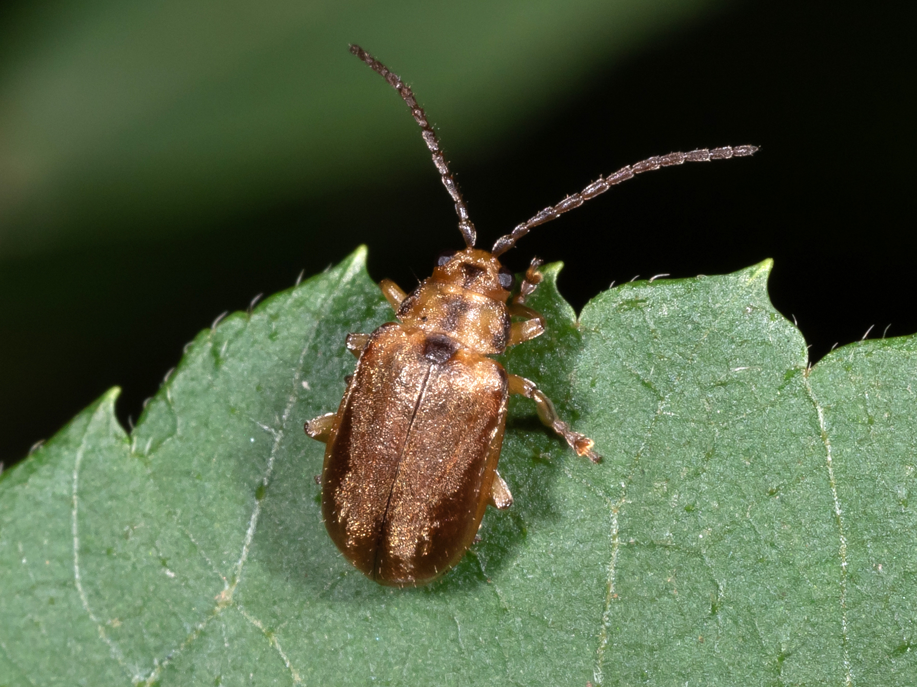 Maryland Biodiversity Project Viburnum Leaf Beetle (Pyrrhalta viburni)