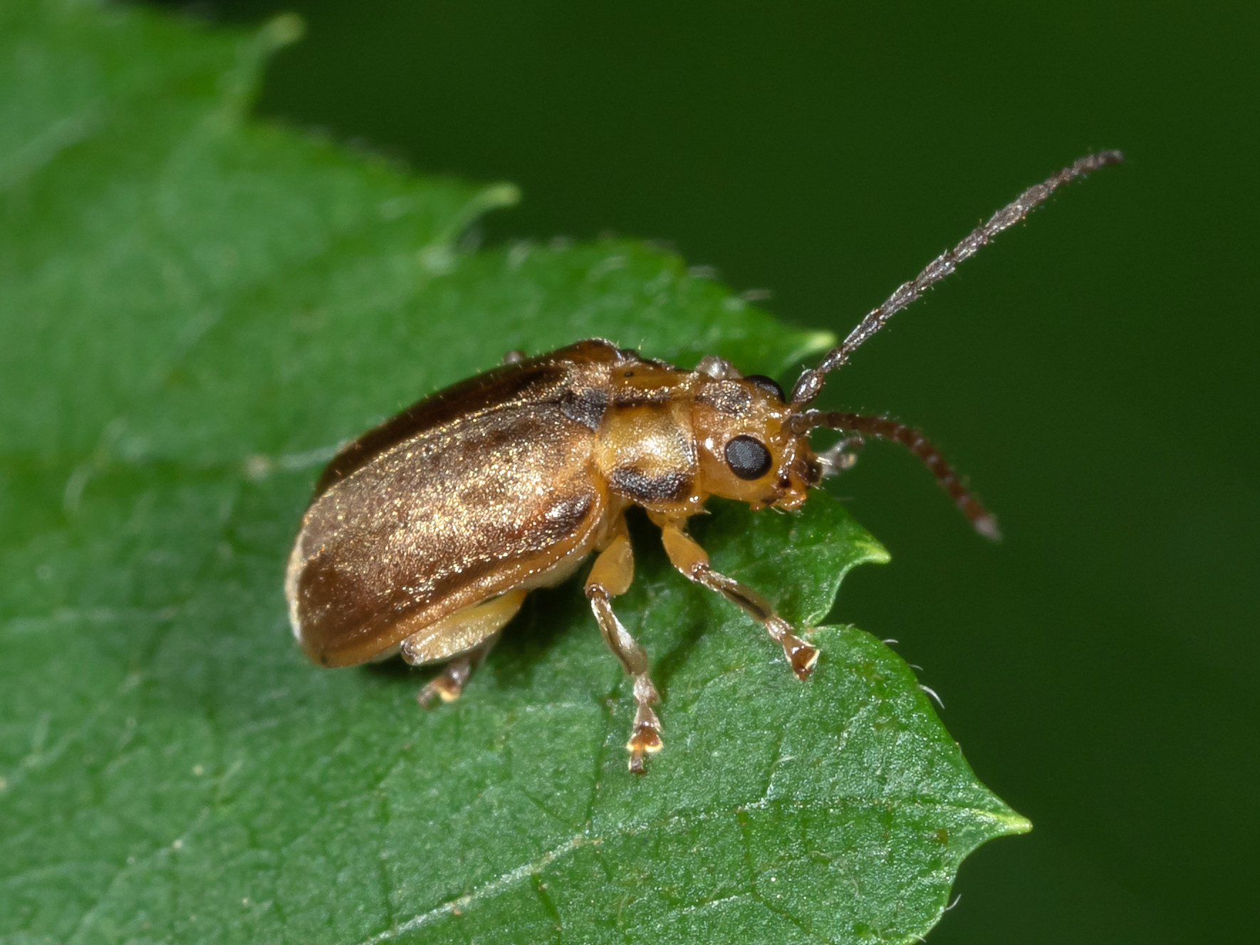 Maryland Biodiversity Project Viburnum Leaf Beetle (Pyrrhalta viburni)