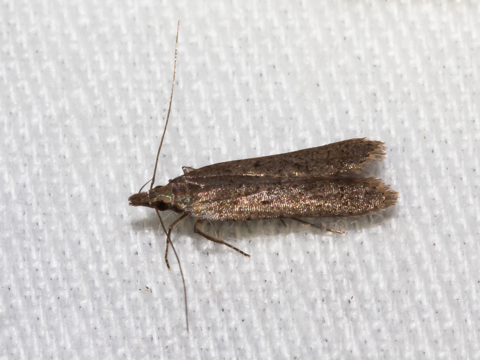 Maryland Biodiversity Project - Palmerworm Moth (Dichomeris ligulella)