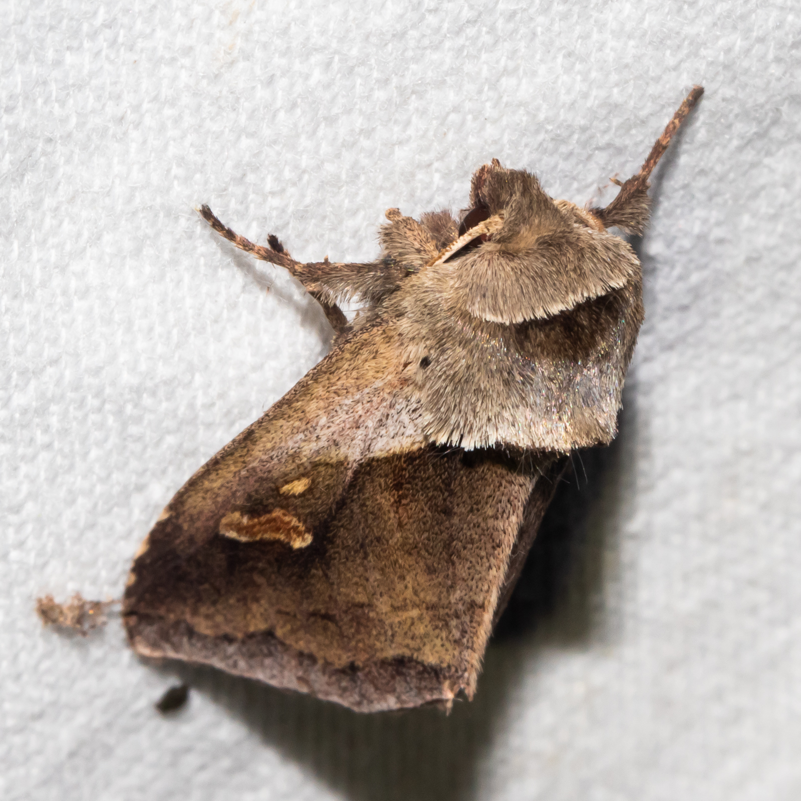 Maryland Biodiversity Project - Cattail Borer Moth (Bellura obliqua)