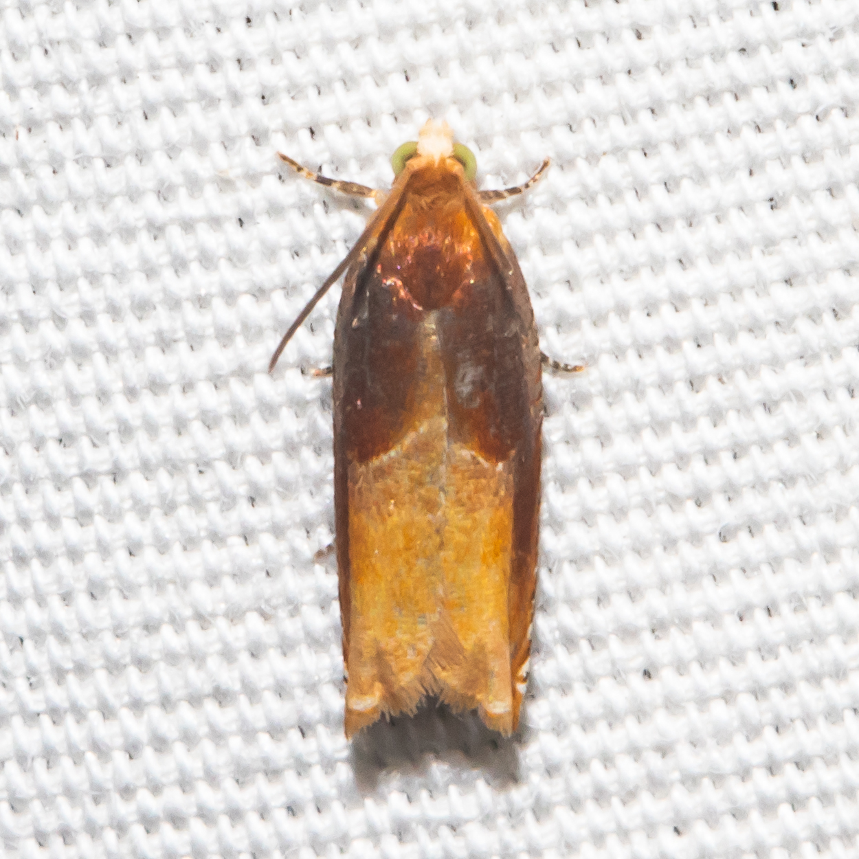 Two-toned Ancylis Moth