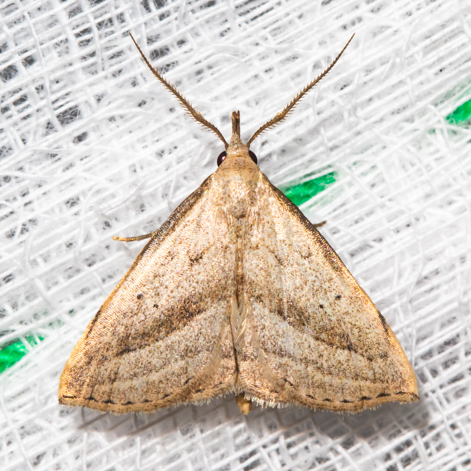 Twin-dotted Macrochilo Moth