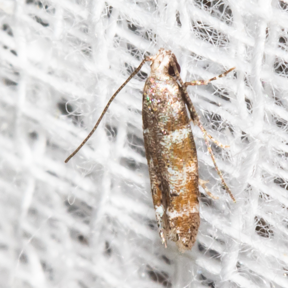 Maryland Biodiversity Project - Pine Needleminer Moth (Exoteleia ...