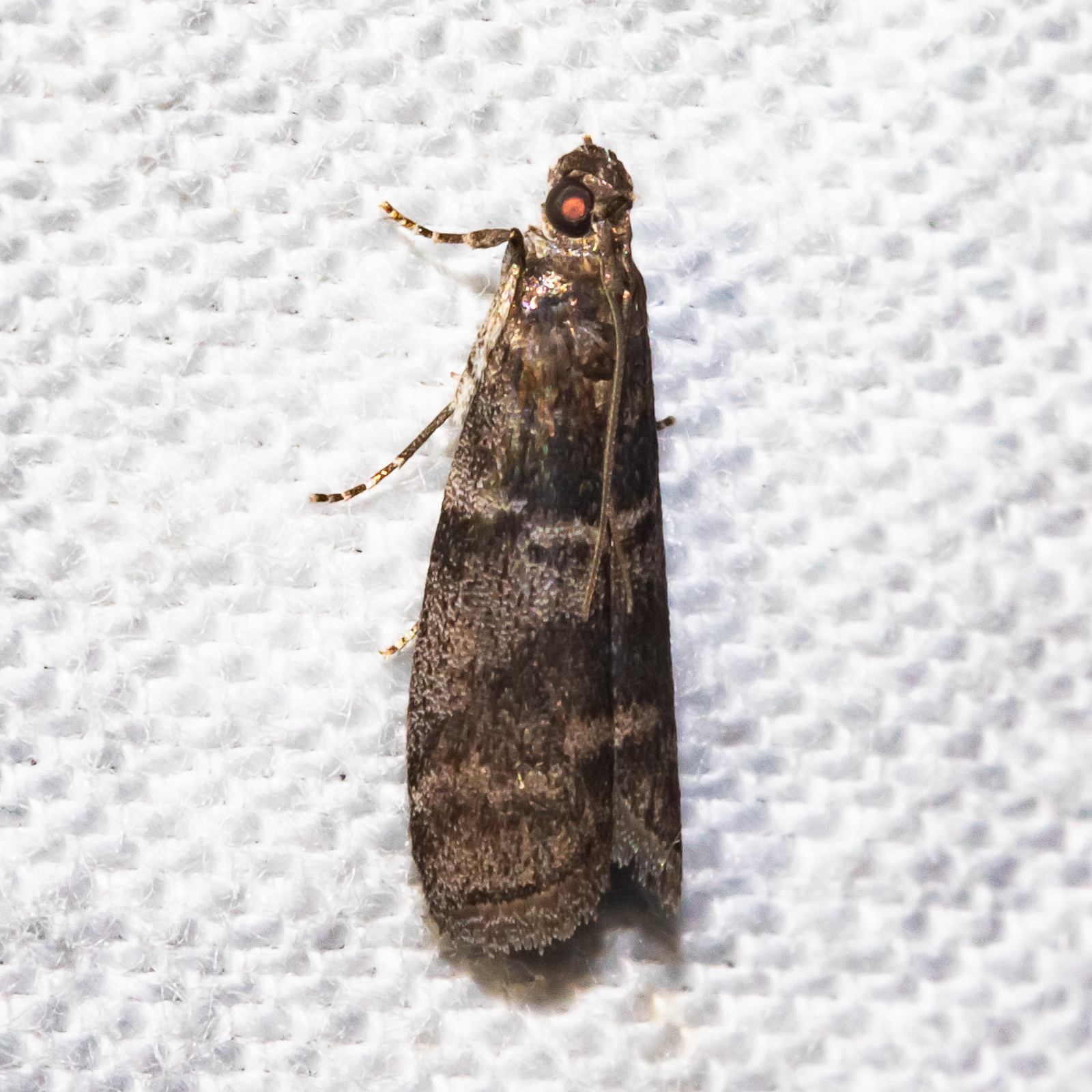 Maryland Biodiversity Project - Tupelo Leaffolder Moth (Actrix ...